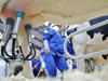  Сосковая резина для доения коров с противомаститным эффектом - GrandActive