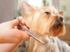 Бизнес идея: парикмахерская для животных - GrandActive