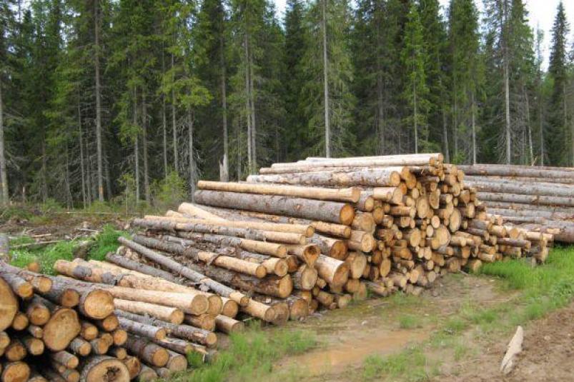 Ищу партнёров в производство древесины - GrandActive