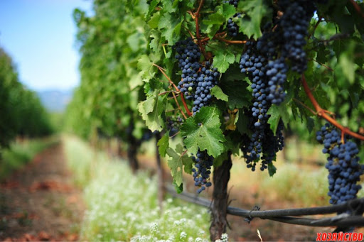 Закладка виноградника по выращиванию винограда - GrandActive