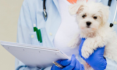 Как открыть ветеринарную клинику - бизнес-план ветеринарной клиники, получение лицензии на деятельность - GrandActive