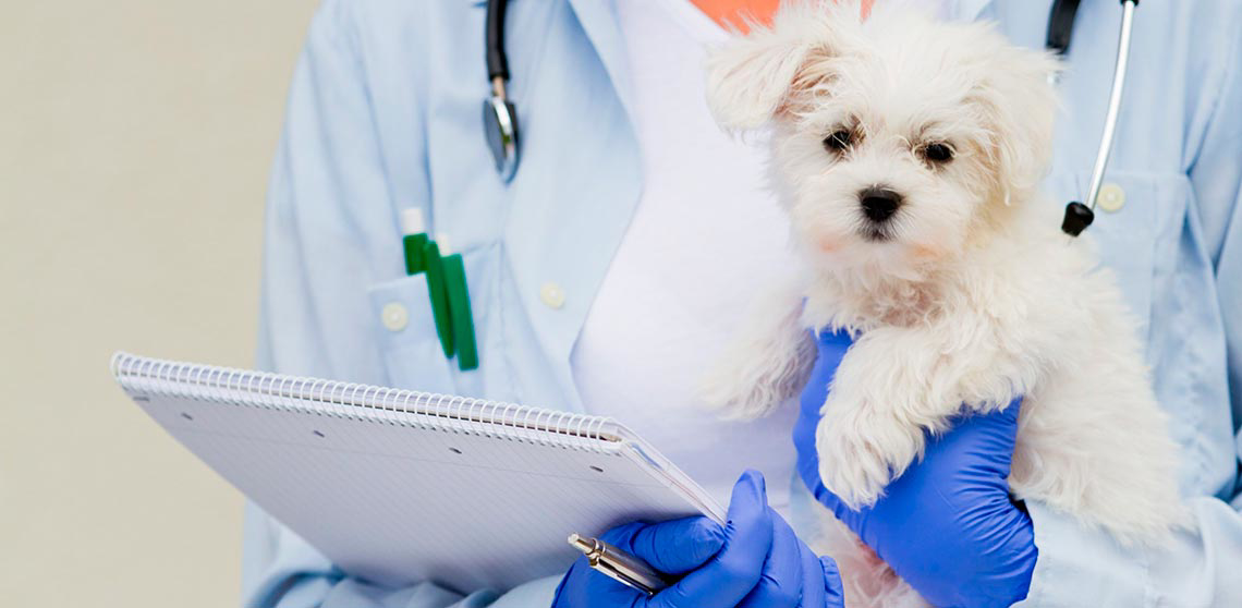 Как открыть ветеринарную клинику - бизнес-план ветеринарной клиники, получение лицензии на деятельность - GrandActive
