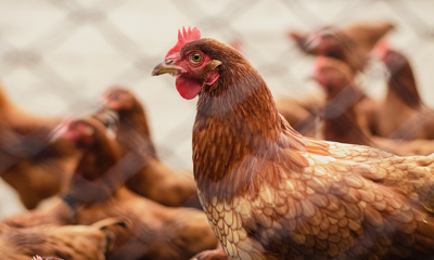 Разведение кур как бизнес - как выращивать несушек и мясные породы, рентабельность бизнеса - GrandActive