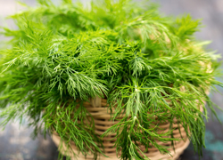 Ферма по выращиванию зелени - GrandActive