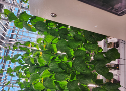 эко-фуд - GrandActive