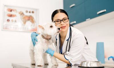 Ветеринарная клиника – как купить готовый проект в России? - GrandActive