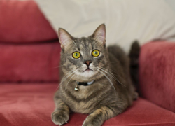 Гостиница для кошек - GrandActive