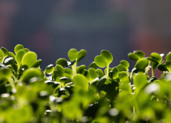 Производство зелени с широкой клиентской базой - GrandActive