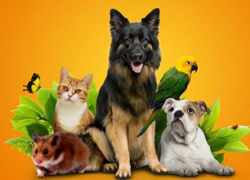 Зоомагазины - GrandActive