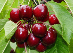 Черешневый сад в Краснодарском крае. - GrandActive