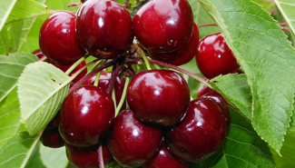 Черешневый сад в Краснодарском крае. - GrandActive