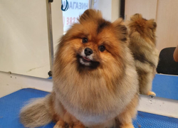 Груминг с хорошим расположением - GrandActive