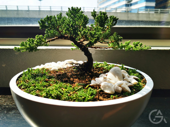 Как открыть бизнес по выращиванию бонсаи с нуля - GrandActive