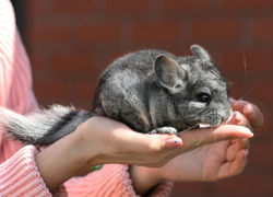 Разведение шиншил на дому - бизнес идея с расчетами - GrandActive