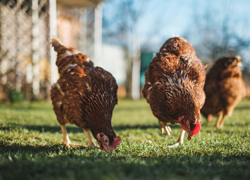 Бизнес идея: разведение кур - GrandActive