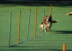 Бизнес идея: дрессировка собак - GrandActive