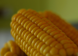 Бизнес идея: продажа вареной кукурузы - GrandActive