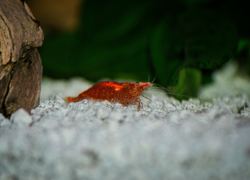 Бизнес идея: разведение аквариумных креветок - GrandActive