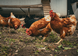 Бизнес-идея: разведение птицы на продажу - GrandActive