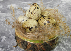 Бизнес идея: разведение домашних перепелов  - GrandActive