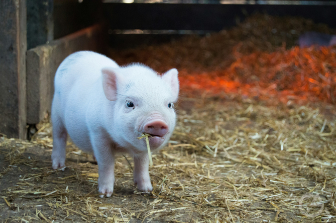 Бизнес-идея: разведение мини-пигов - GrandActive