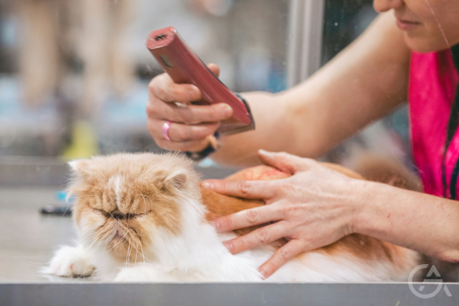 Бизнес идея: парикмахерская для животных - GrandActive