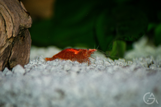 Бизнес идея: разведение аквариумных креветок - GrandActive