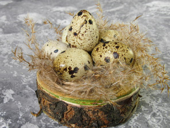 Бизнес идея: разведение домашних перепелов  - GrandActive