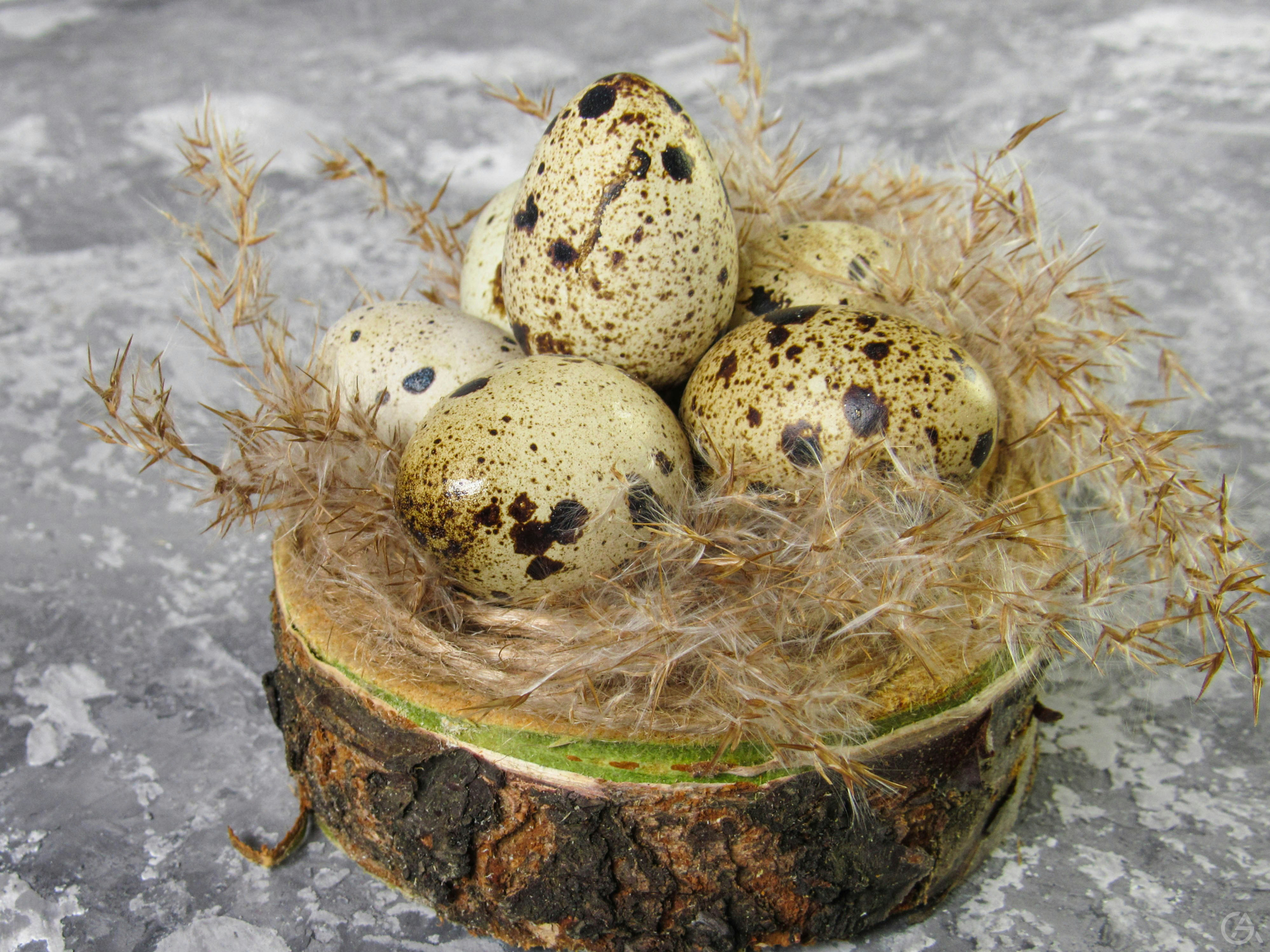 Бизнес идея: разведение домашних перепелов  - GrandActive