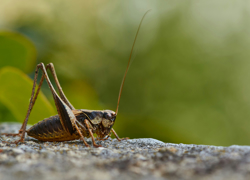 Бизнес идея: сверчковая ферма - GrandActive