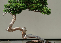 Бизнес идея: Выращивание бонсаи на продажу - GrandActive