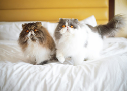 Бизнес-идея: разведение породистых кошек - GrandActive