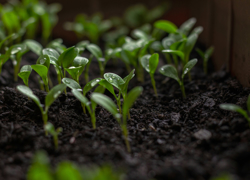 Саженцы растений для озеленения - GrandActive