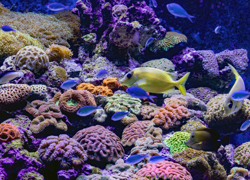 Бизнес-идея: городской аквариум - GrandActive