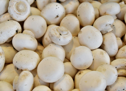 Бизнес-идея: выращивание шампиньонов в домашних условиях - GrandActive