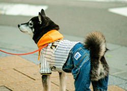 Бизнес идея: пошив одежды для собак - GrandActive