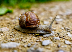 Бизнес идея: Разведение виноградных улиток - GrandActive