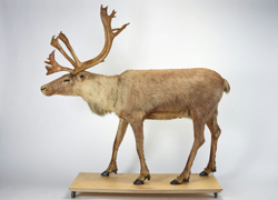 Бизнес-идея: таксидермия: заработок на чучелах - GrandActive