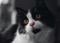 Тренд “Девайсы для домашних питомцев”: AI и животные - GrandActive