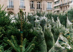 Бизнес-идея: продажа живых елок - GrandActive