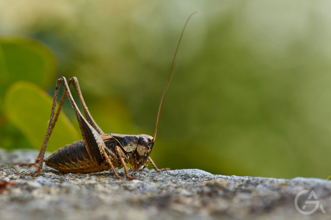 Бизнес идея: сверчковая ферма - GrandActive