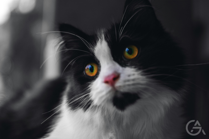 Тренд “Девайсы для домашних питомцев”: AI и животные - GrandActive