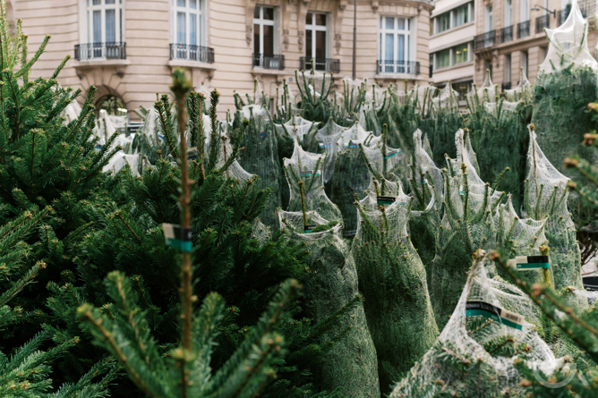 Бизнес-идея: продажа живых елок - GrandActive