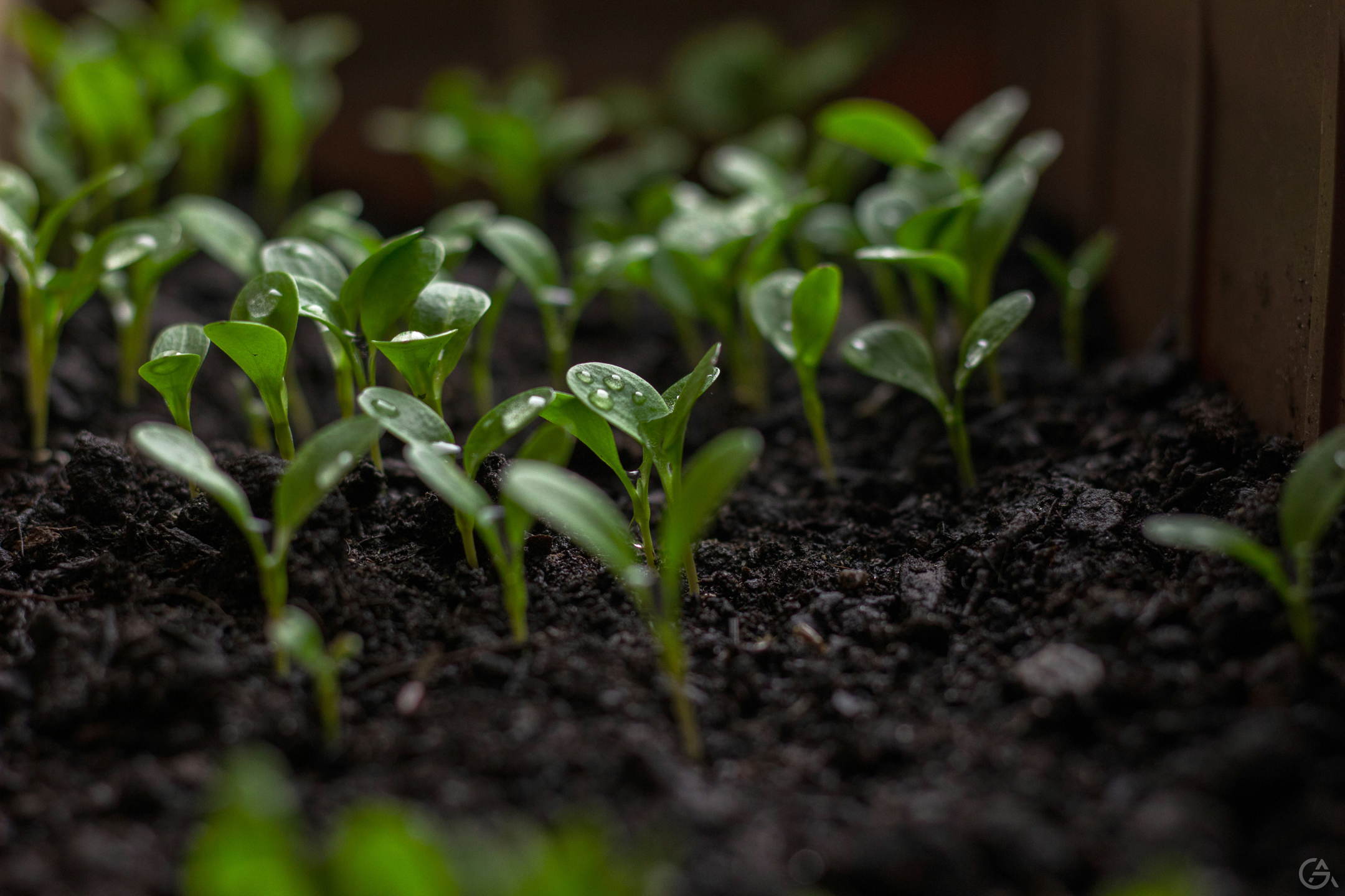 Саженцы растений для озеленения - GrandActive