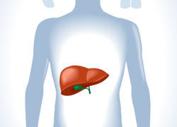 Новый гепатопротектор показал регресс гепатомегалии и стеатоза - GrandActive