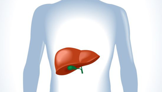 Новый гепатопротектор показал регресс гепатомегалии и стеатоза - GrandActive