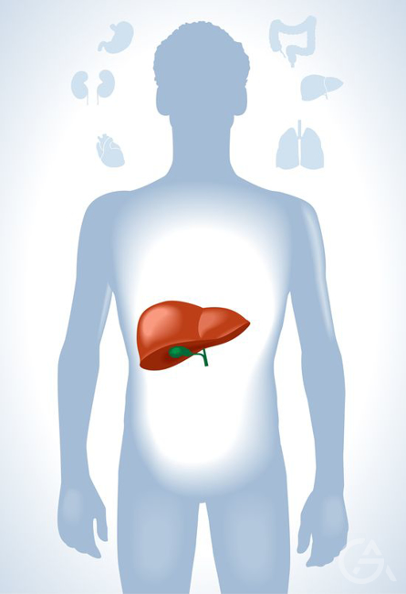 Новый гепатопротектор показал регресс гепатомегалии и стеатоза - GrandActive
