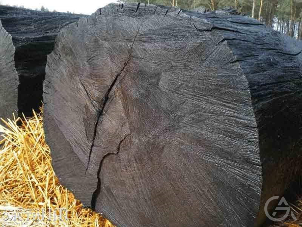 Организация  добычи и переработки  морёного дуба  - GrandActive