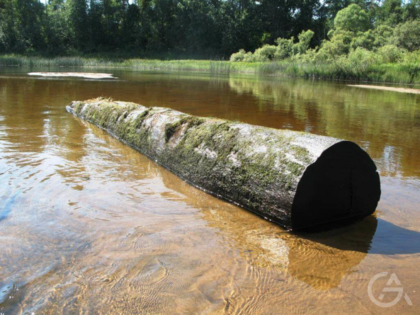 Организация  добычи и переработки  морёного дуба  - GrandActive