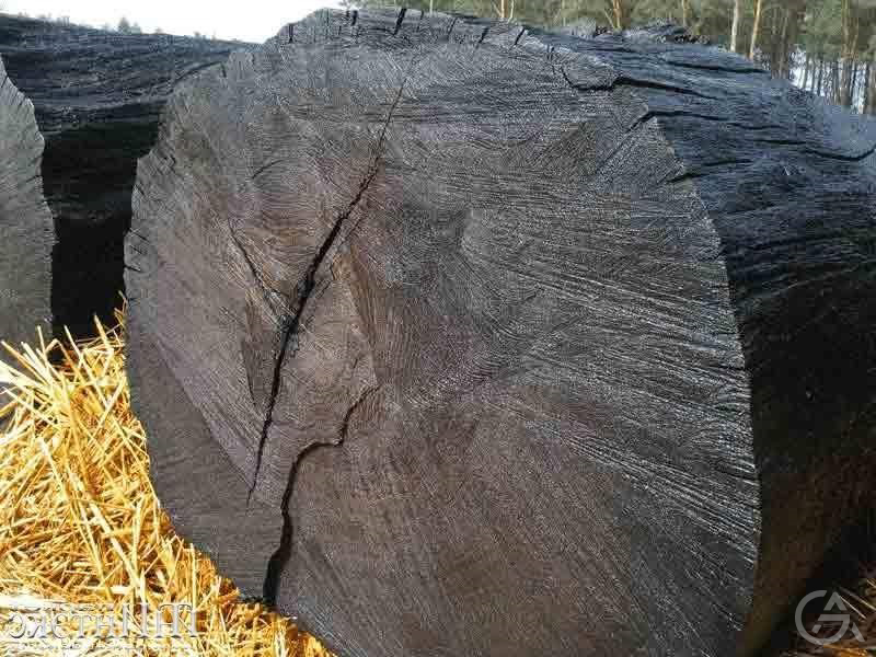 Организация  добычи и переработки  морёного дуба  - GrandActive